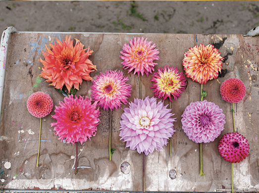 Bulbes et fleurs critères de sélection