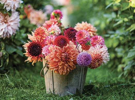 Le choix final de mes bulbes de fleurs